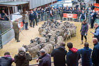 Border Horned Ewes-02